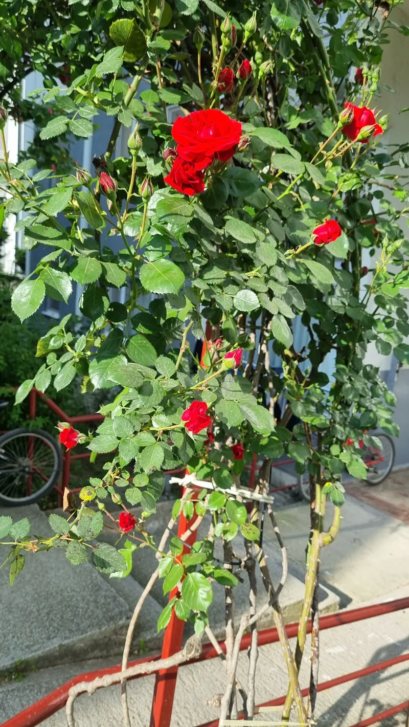 20250429_173110.webp