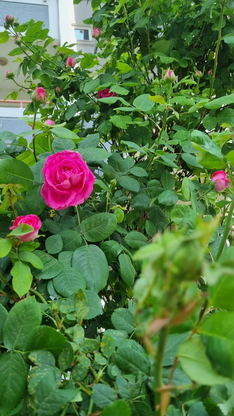20250429_173137.webp