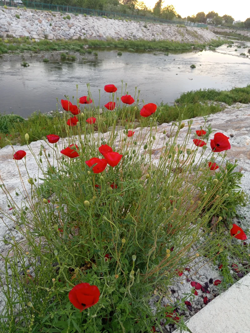 IMG_20250430_185238.webp