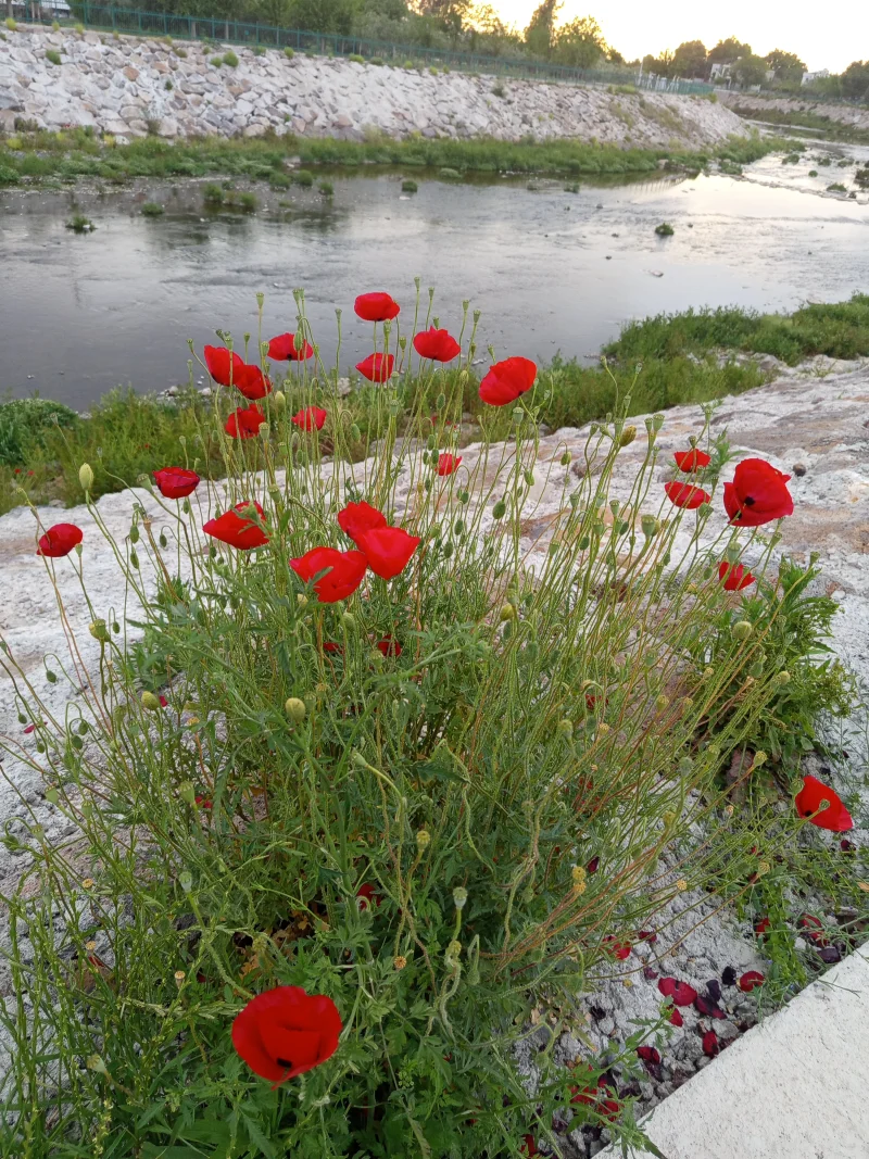 IMG_20250430_185239.webp