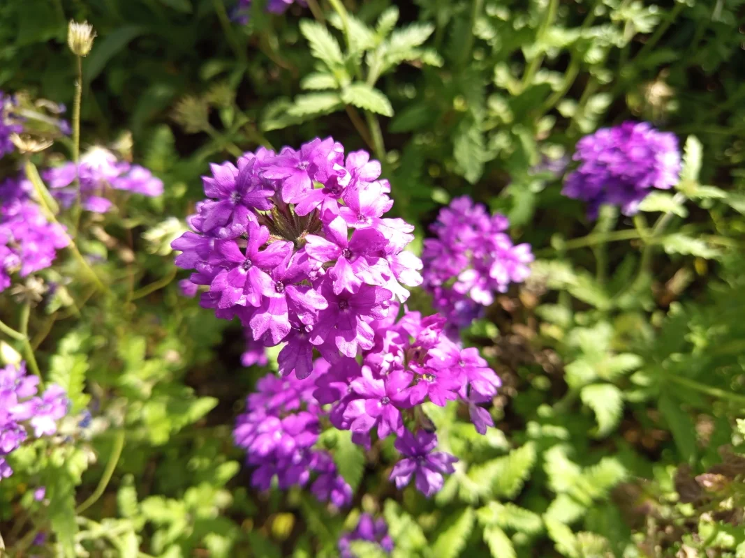 IMG_20250511_085505.webp