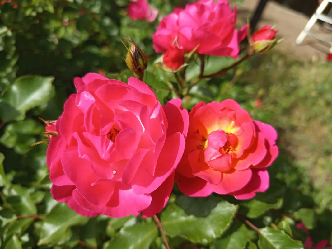 IMG_20250511_085441.webp