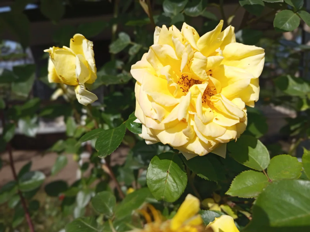 IMG_20250511_085428.webp
