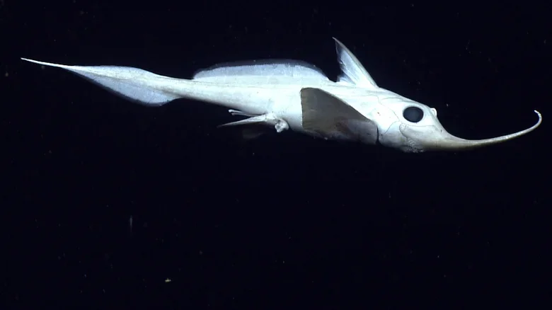 harriotta-avia-the-narrow-nosed-spookfish-1735632684.webp