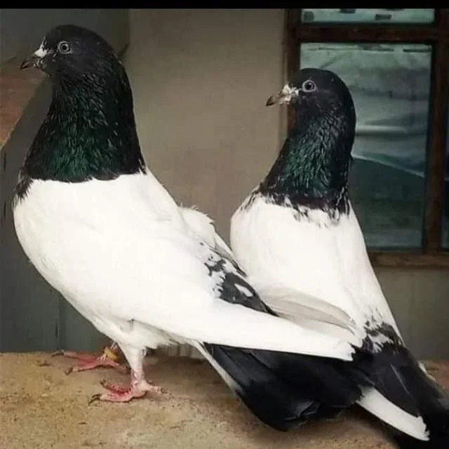 4d4f457b4a5ddcfd561066c780bcdac1.webp