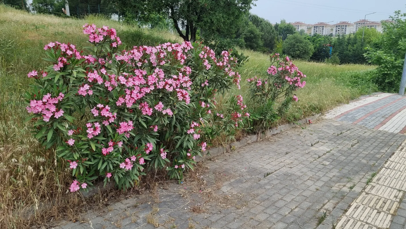 20250525_174738.webp