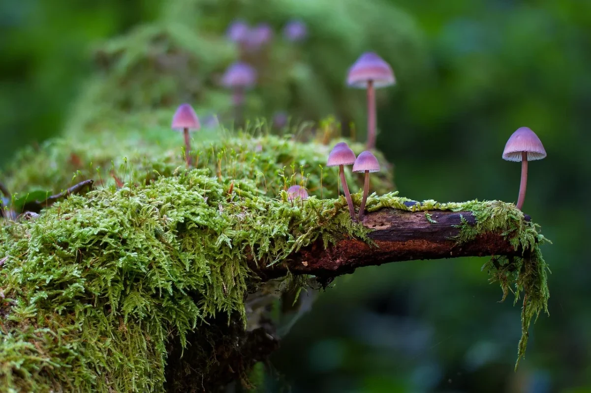 mushrooms-2786789_1280.webp
