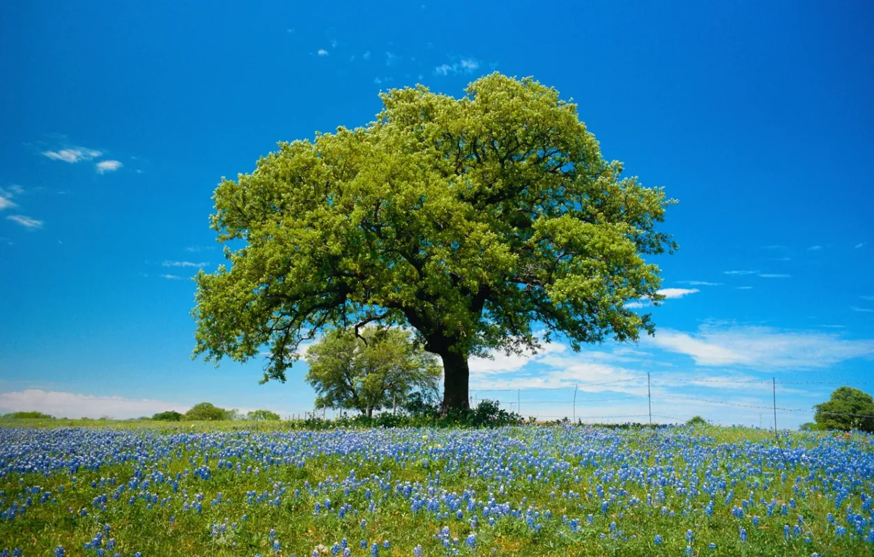 derevo-peyzazh-pole-cvety.webp