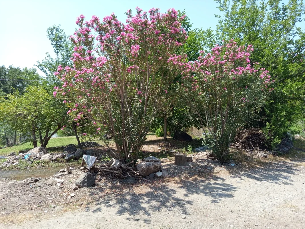 IMG_20250607_120538.webp