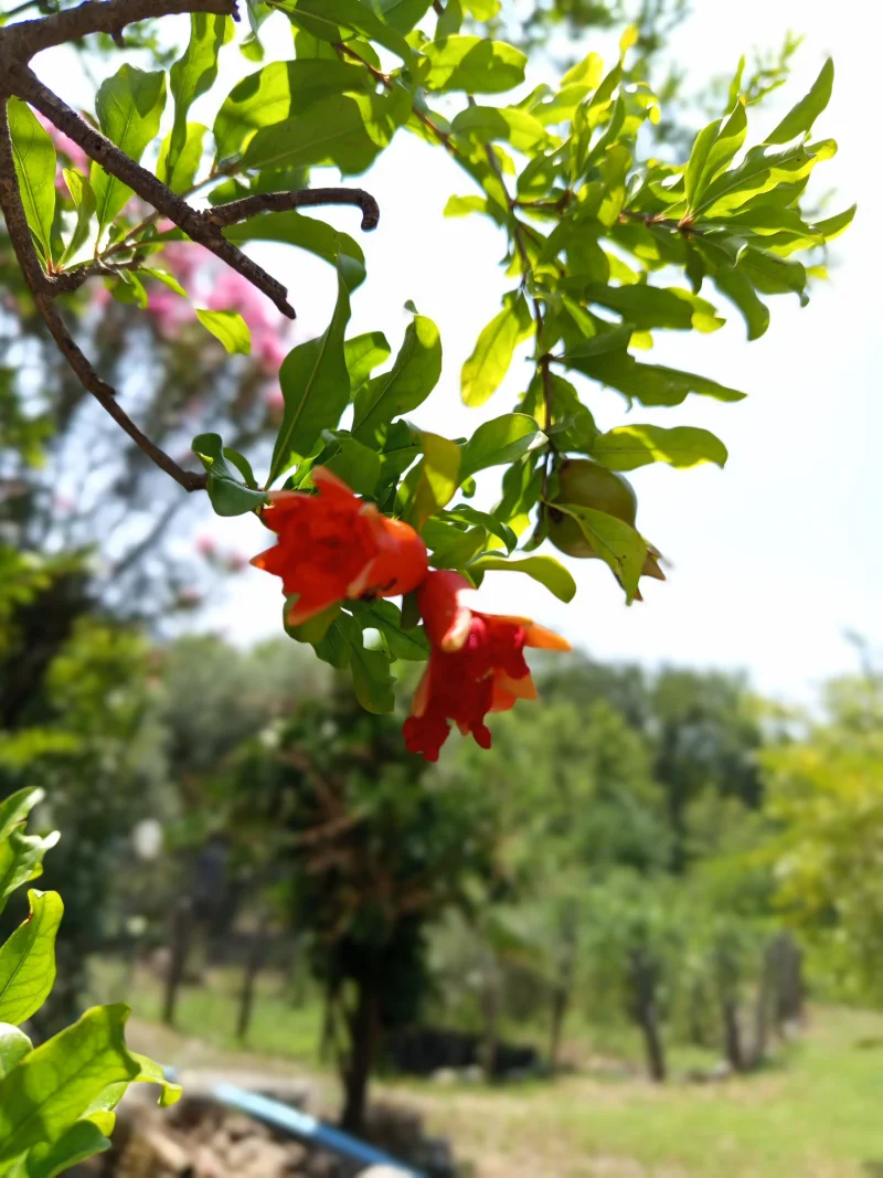 IMG_20250607_121118.webp