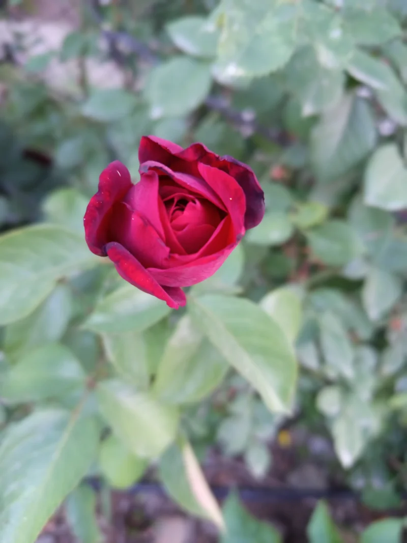 IMG_20250607_194748.webp
