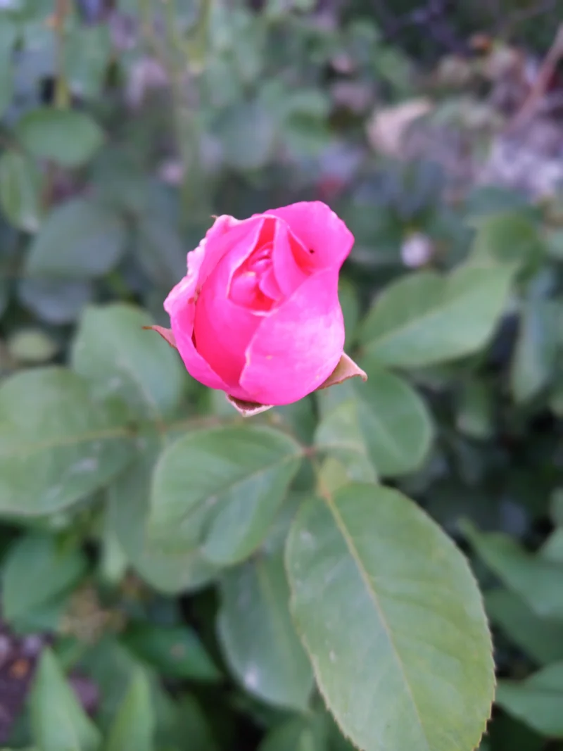 IMG_20250607_194739.webp