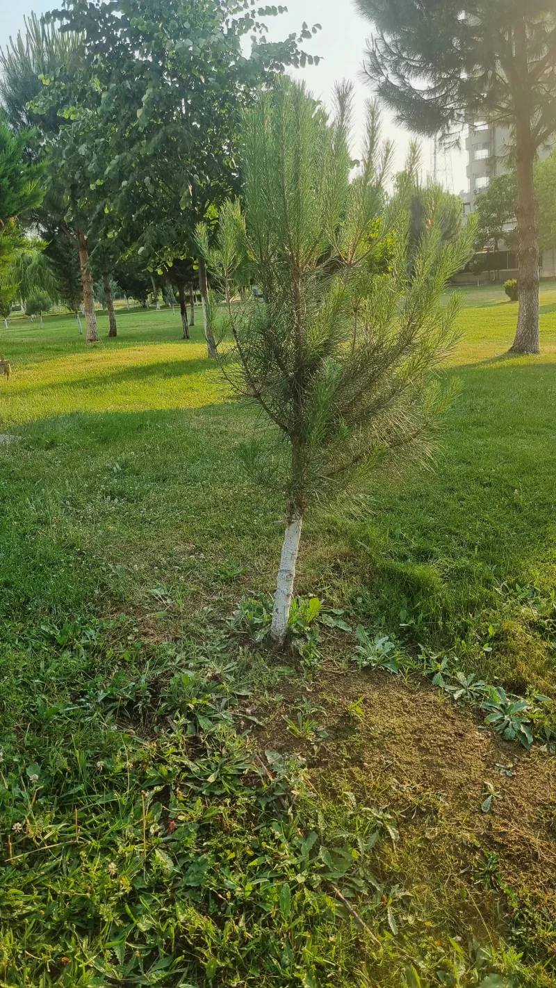 20250612_190851.webp