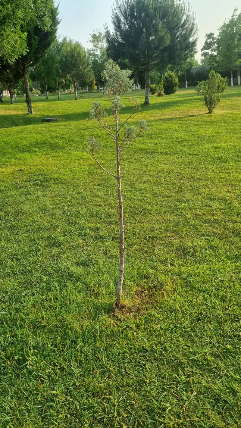 20250612_190955.webp
