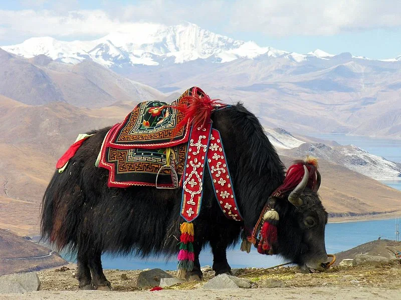 bos-grunniens-at-yundrok-yumtso-lake.webp