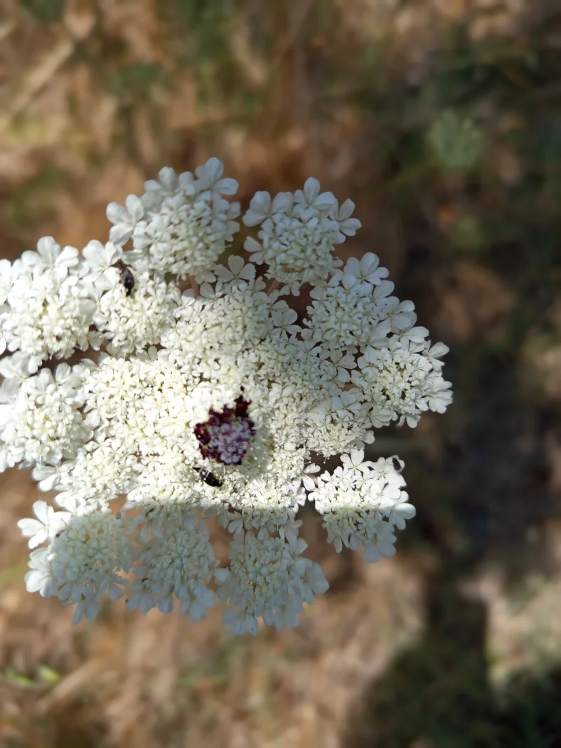 IMG_20250622_131827.webp