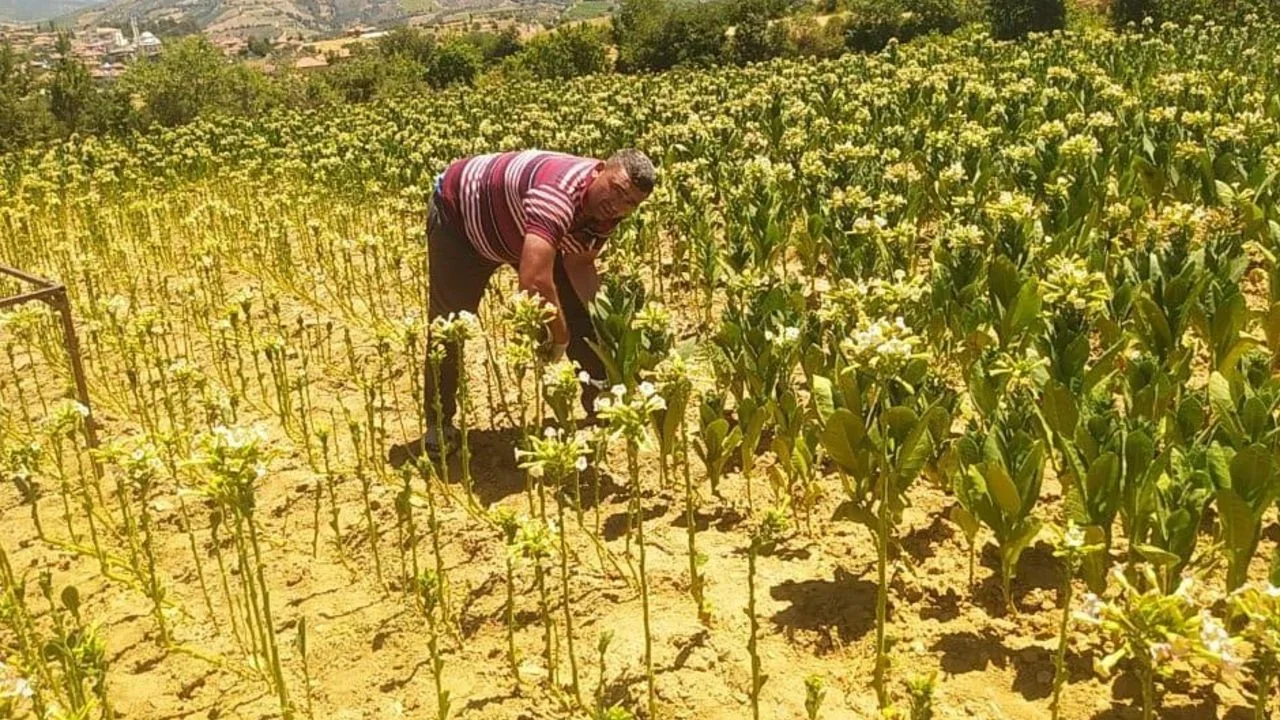 tutun-tarlalarinda-mesai-basladi-saatlik-ucretleri-200-lira-17513700918178.webp tutun-tarlalarinda-mesai-basladi-saatlik-ucretleri-200-lira-17513700918178.webp