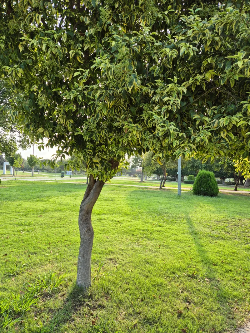 20250803_072908.webp