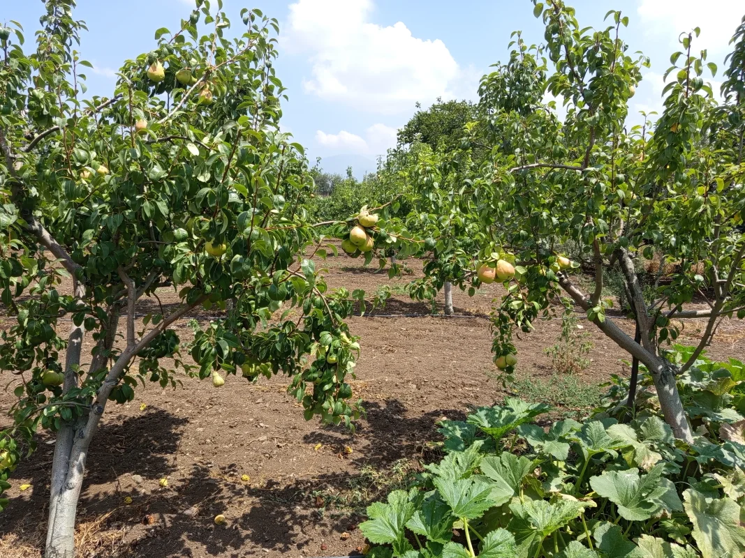 IMG_20250803_124746.webp