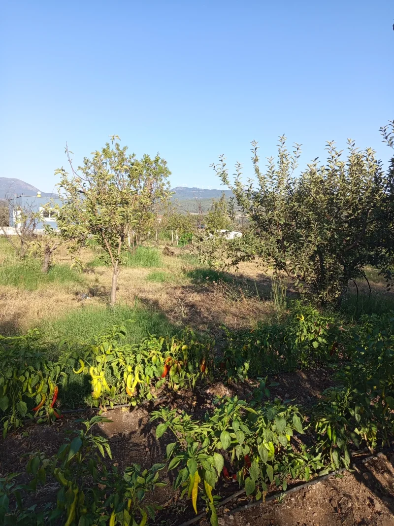 IMG_20250809_173210.webp