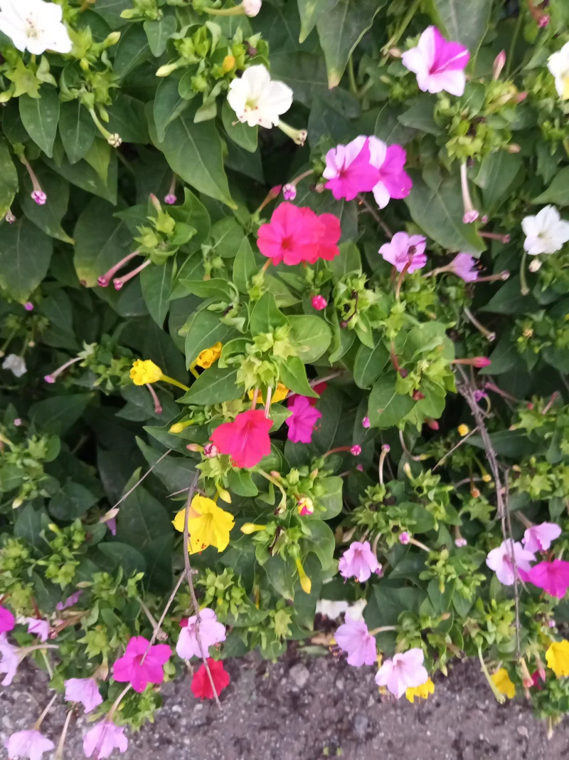 IMG_20250823_192209.webp