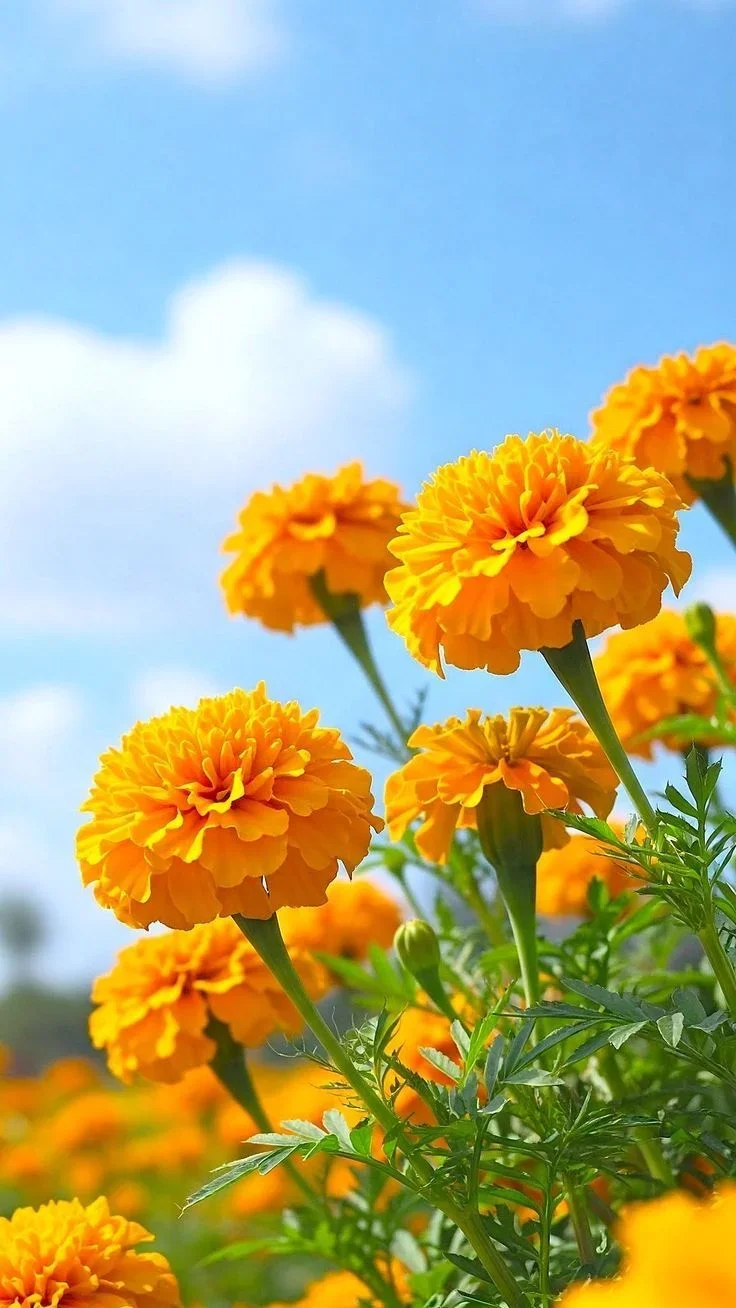0b9dae13bee50fff6f54544f73fc27db.webp