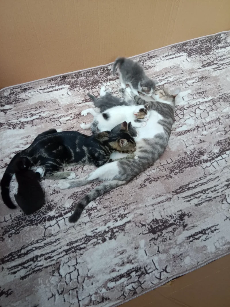 IMG-20250815-WA0004.webp