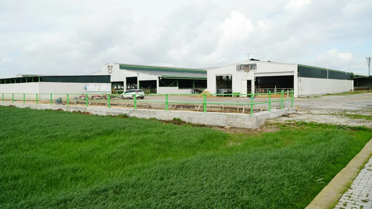 lumandira_1.webp