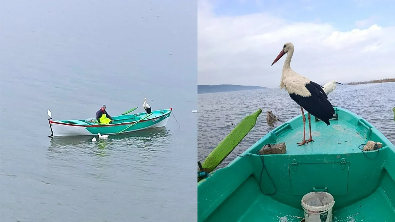 adem_amca_1.webp adem_amca_1.webp