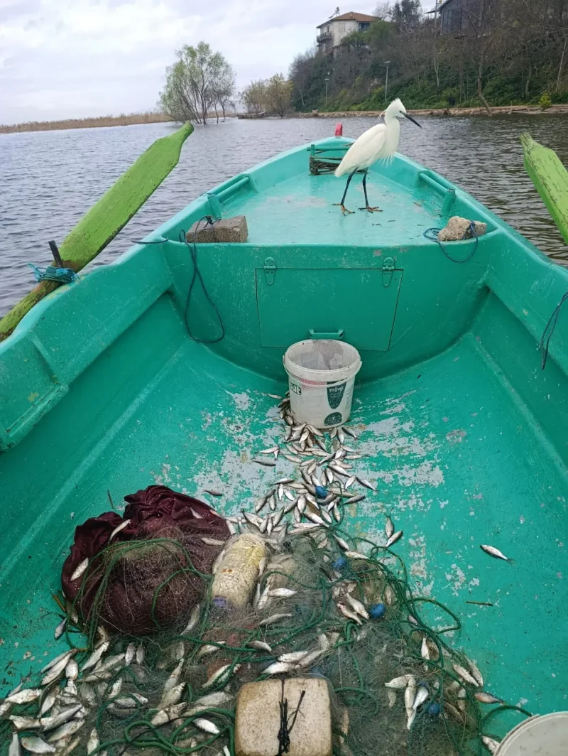 adem_amca_2.webp adem_amca_2.webp