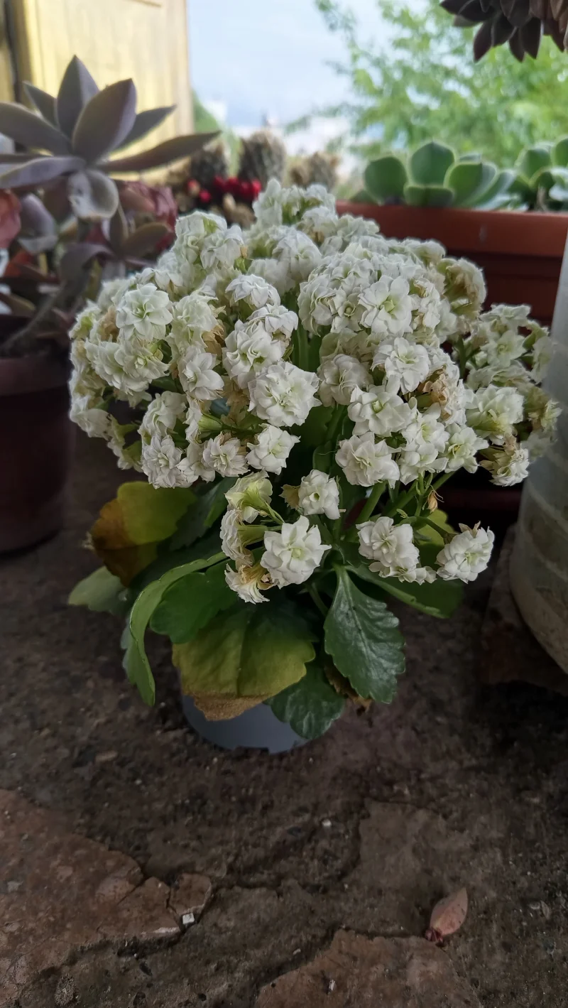 IMG_20260505_172756.webp