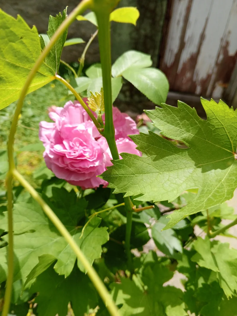 IMG_20260511_123109_188.webp