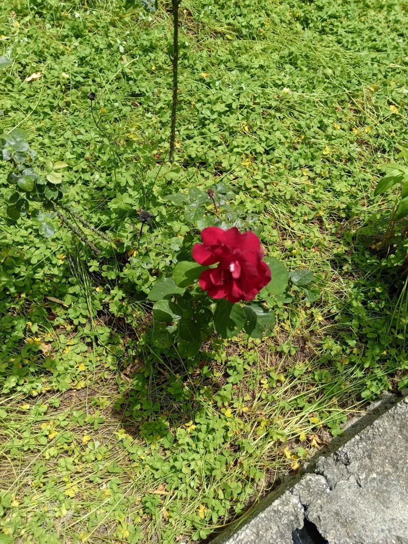 IMG_20260511_123101_745.webp