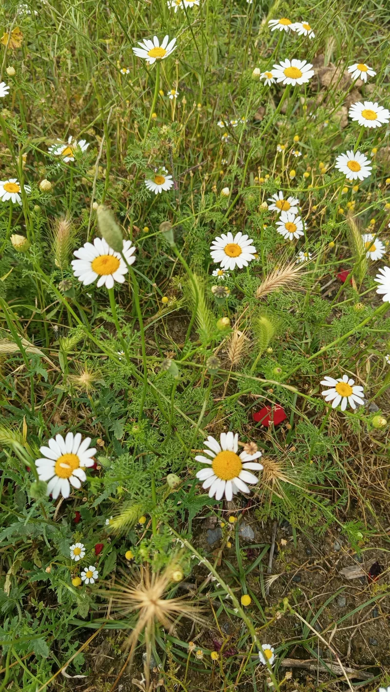 IMG_20260518_170211.webp