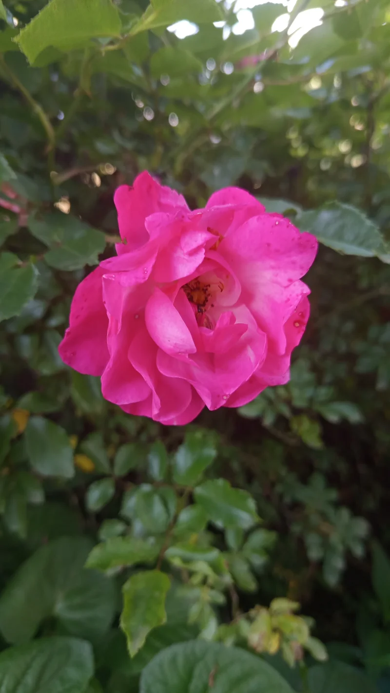 IMG_20260526_162030.webp
