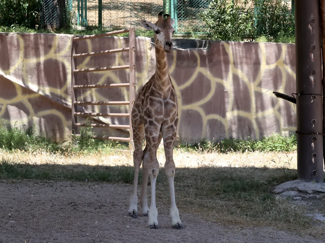 20260531_204728.webp