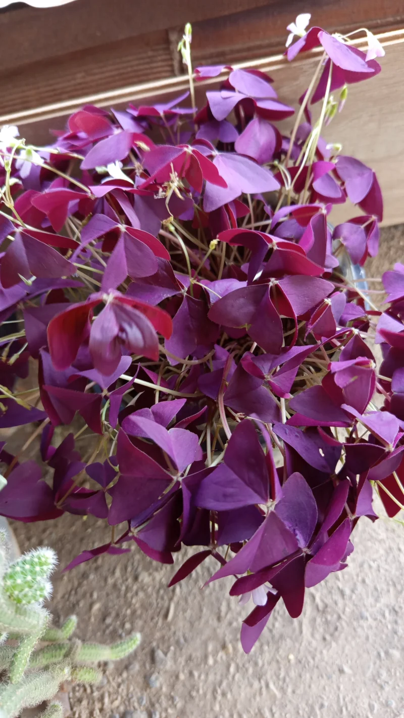 IMG_20260614_150518.webp