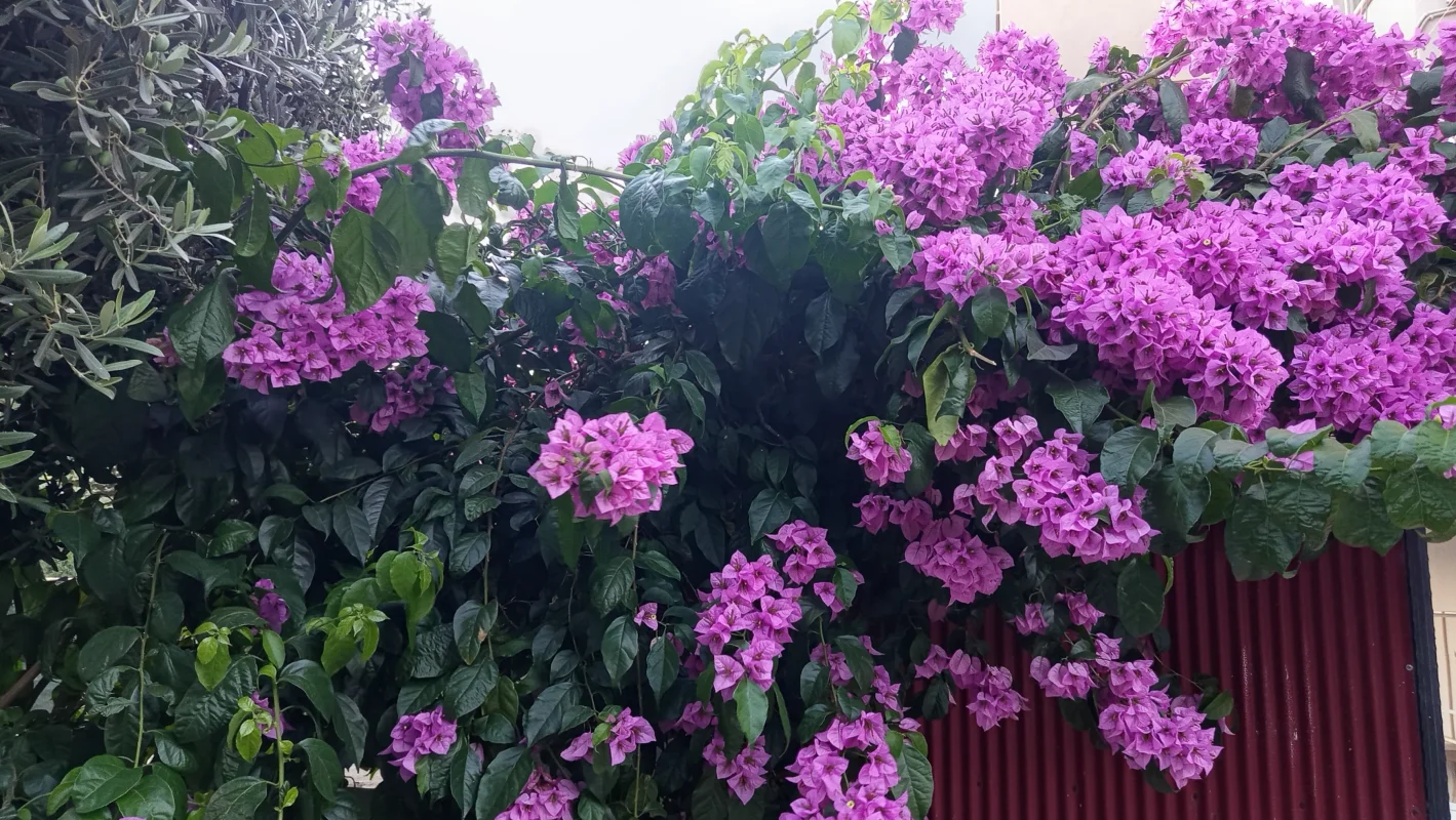 IMG_20260629_195630.webp