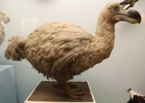 dodo-dunyanin-en-ilginc-hayvanlari-ve-ozellikleri.webp