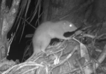giant-rat.webp