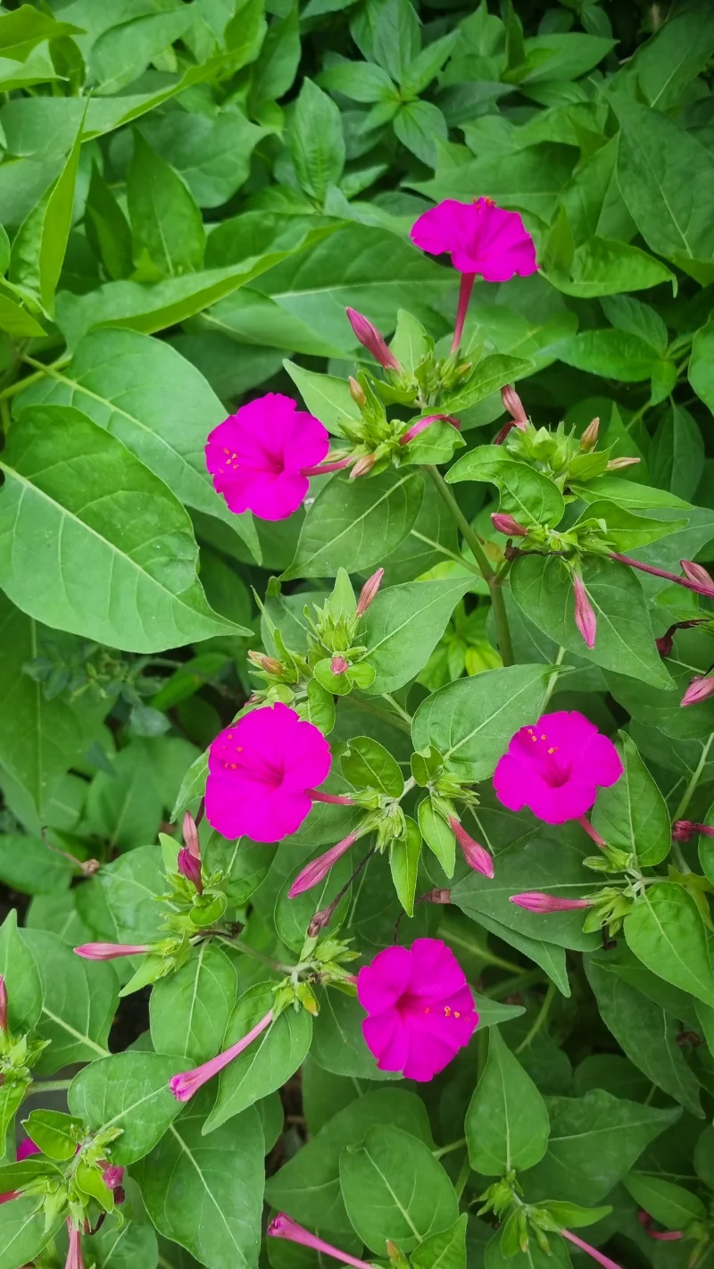 20260724_190437.webp