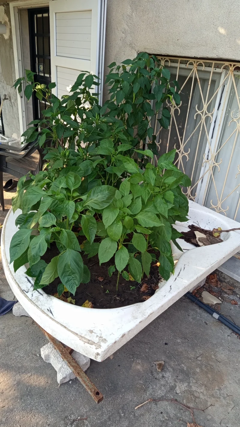 IMG_20260806_175038.webp