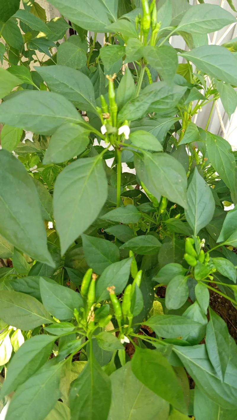 IMG_20260806_175047.webp