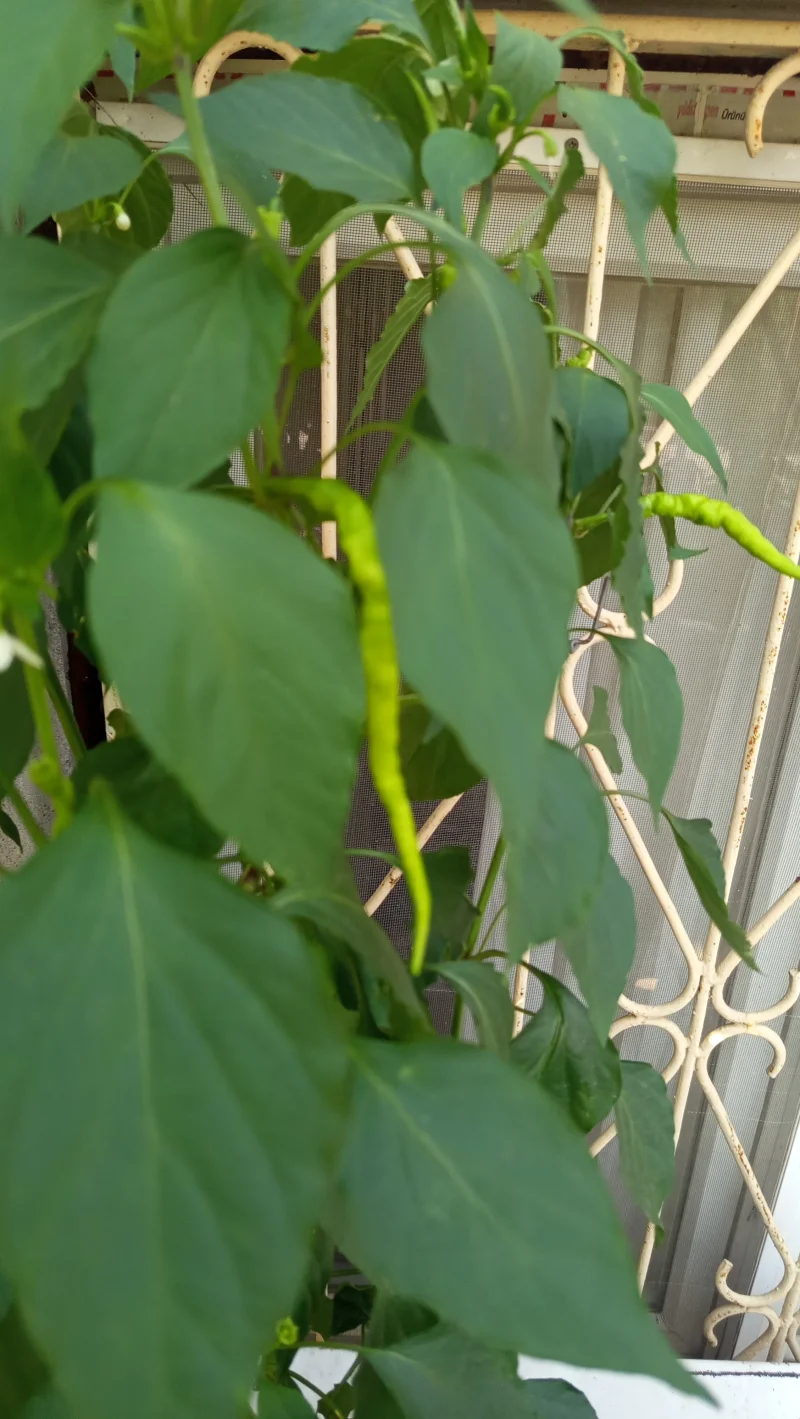 IMG_20260806_175054.webp