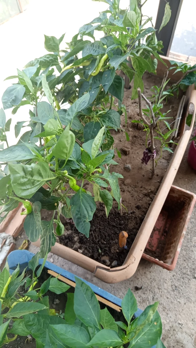 IMG_20260809_132601.webp