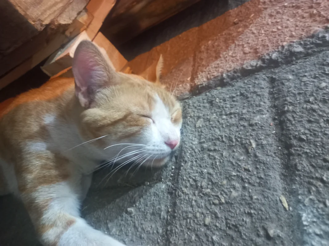 20260809_210740.webp
