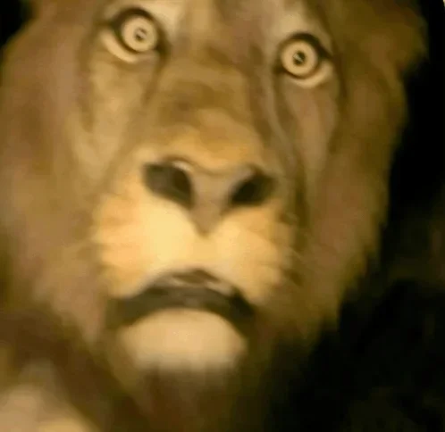 şaşkin-aslan-şaşırmak.webp