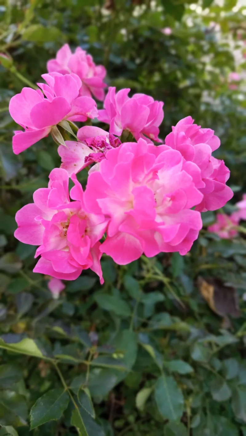 IMG_20260904_174755.webp