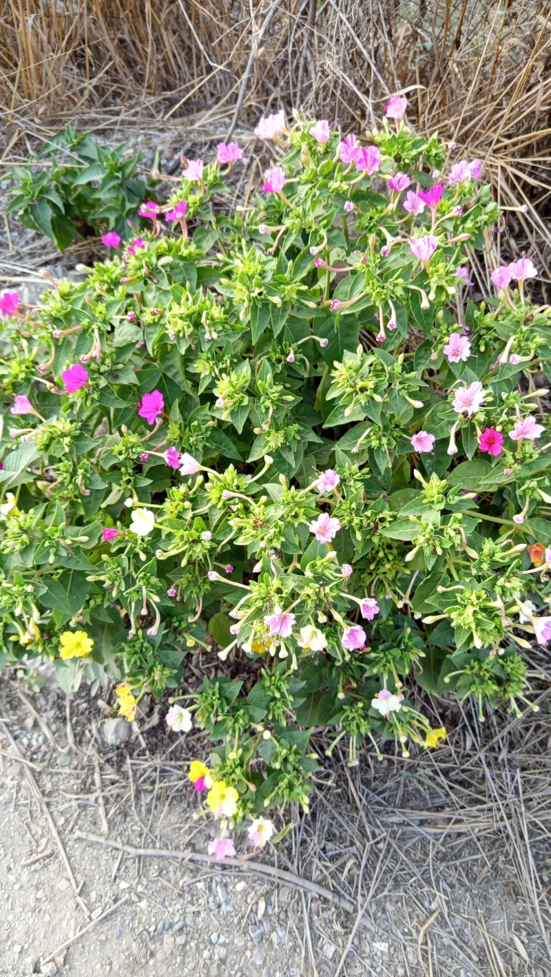 IMG_20260904_180328.webp