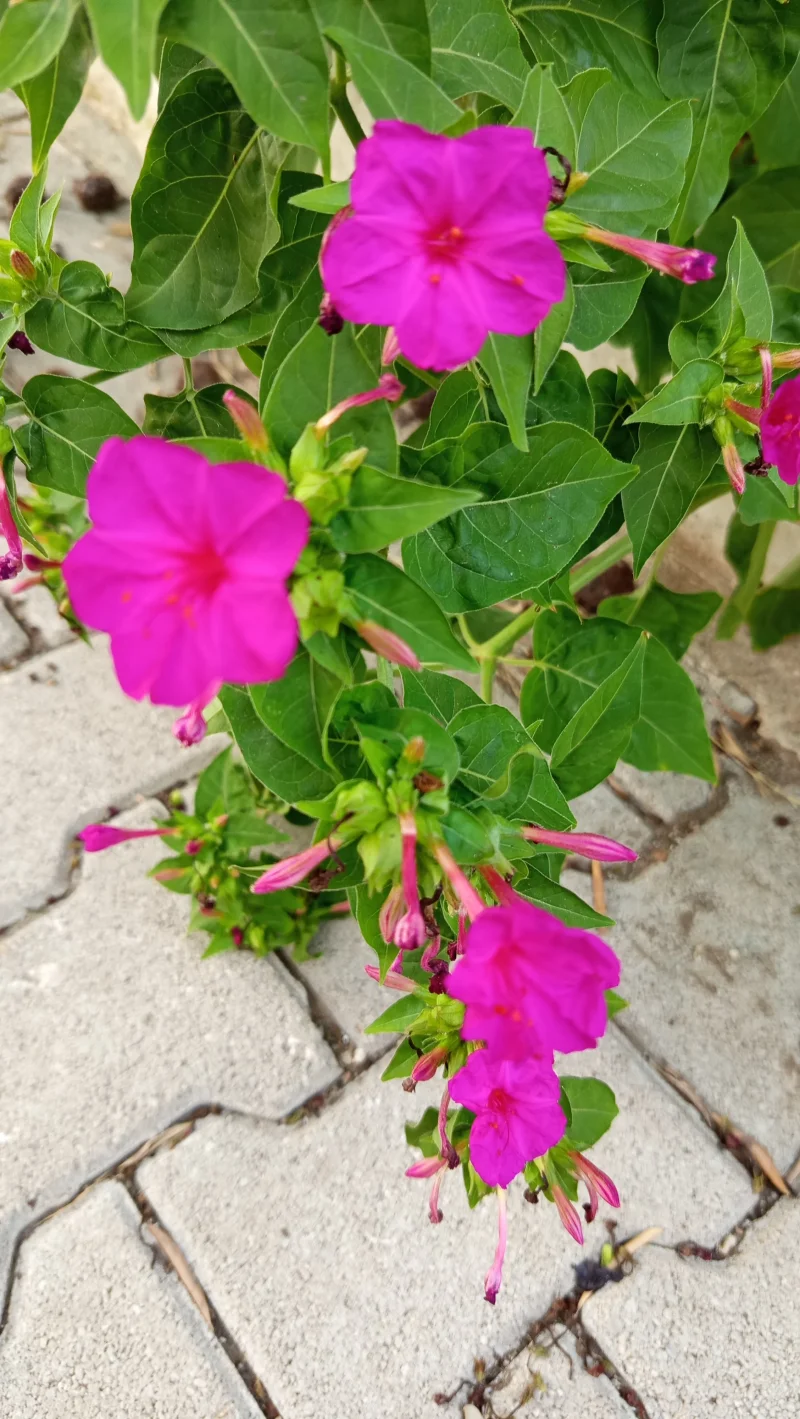 IMG_20260905_180225.webp